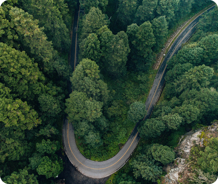 Road through green forest